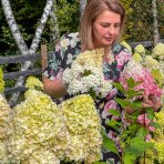 Hortenzia metlinatá (Hydrangea paniculata) ´VANILLE FRAISE´® - výška 20-30 cm, kont. C2L